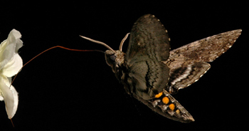 Bild: Armin Hinterwirth, University of Washington, Daniel Lab