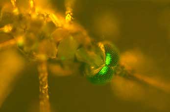 Bild: PNAS