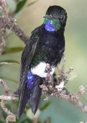 Bild: Alex Cortes/BirdLife