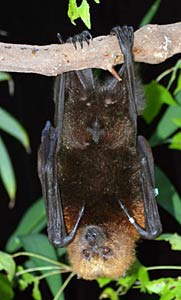 Bild: Dana LeBlanc, Lubee Bat Center, Gainesville, Florida