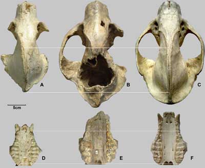Bild: Russell L. Ciochon/PNAS