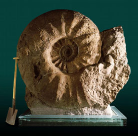 Bild: Museum f¿r Naturkunde M¿nster