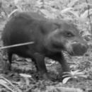 Bild: Zoological Society of London
