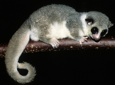 Bild: David Haring/Duke University Lemur Center