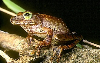 Bild: Forschungsprojekt Frogs of Borneo