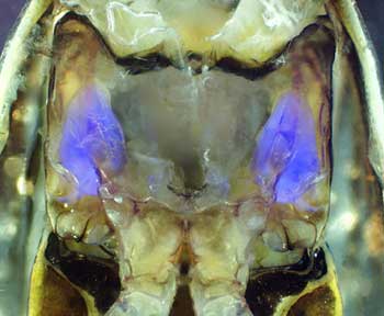 Bild: Burrows et al, BMC Biology 2008