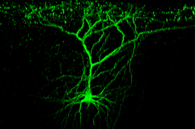 Bild: Max-Planck-Institut f¿r Neurobiologie / Hofer