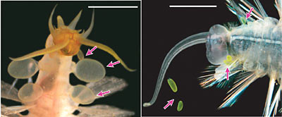 Bild: Karen Osborn/Science/AAAS