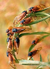 Bild: Lee Jenkins, Department of Entomology, University of Missouri