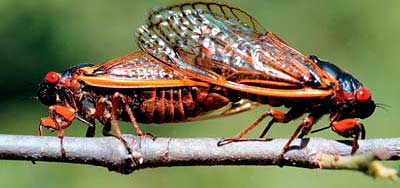 Bild: Lee Jenkins, Department of Entomology, University of Missouri