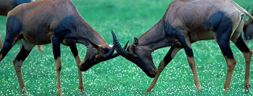 Bild: Jakob Bro-Jorgensen/ Courtesy of PNAS