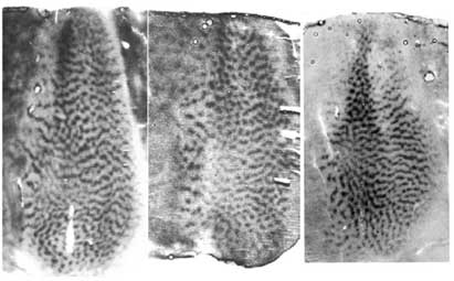 Bild: Max-Planck-Institut für Strömungsforschung & Leibniz-Institut für Neurobiologie