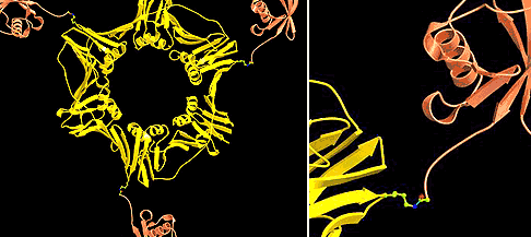 Darstellung: M. Groll, MPI für Biochemie