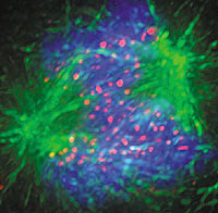 Bild: Silvia Martin-Lluesma, Max-Planck-Institut für Biochemie