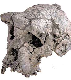 Bild: dpa/Nature/Mission paleoanthropologique Franco-Tschadienne