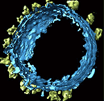 Foto: Max-Planck-Institut f¿r Biochemie