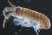 Bild: HYDRA-Instituts fuer angewandte Hydrobiologie
