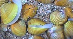 Bild: HYDRA-Instituts fuer angewandte Hydrobiologie